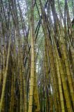 Bambus, kudy půjdeme dál?